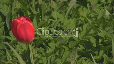 Red tulip blowing in the wind