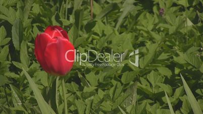 Red tulip blowing in the wind zoom out