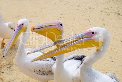 Pelicans