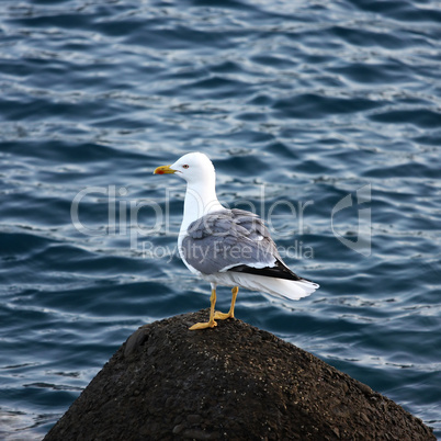 Möwe auf einem Stein