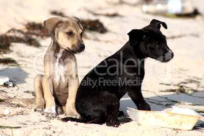 Hundewelpen im Sand
