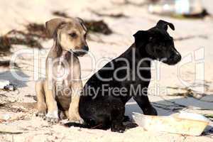 Hundewelpen im Sand