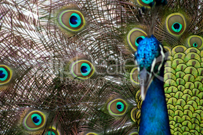 Pfau