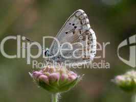 Schmetterling (Lysandra Coridon)