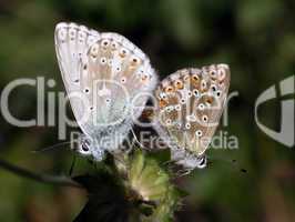 Schmetterling (Lyssandra Coridon)