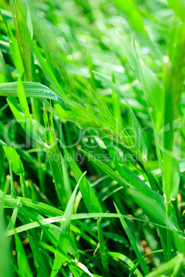 Green grass