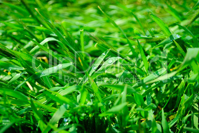 Grass after a rain