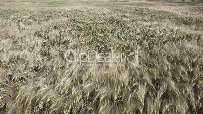 In grain field