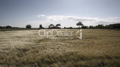 In grain field