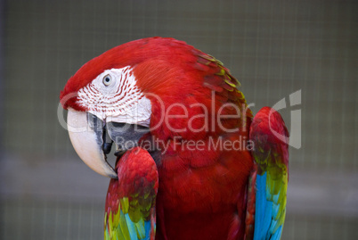 Red Parrot, Kuala Lumpur, 2009