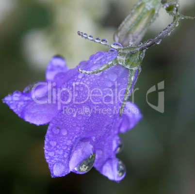 Dew Drops on Blue Bell Wildflower