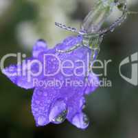 Dew Drops on Blue Bell Wildflower