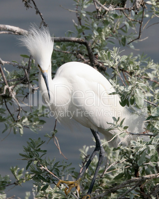 Snowy Egret