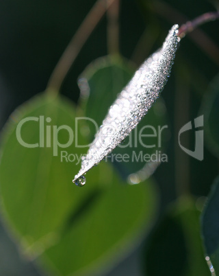 Aspen Leaf with Dew Drops