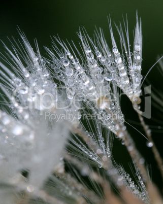 Weed Fluff Covered with Dew Drops