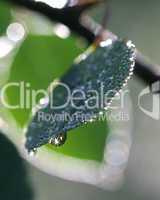 Aspen Leaf with Dew Drops