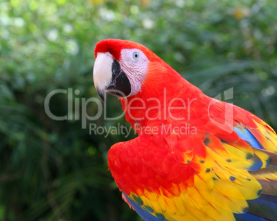 Colorful Parrot