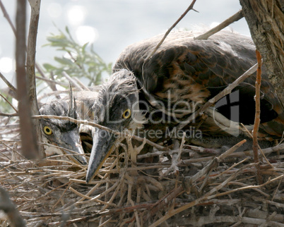 Great Blue Heron Baby Birdsgreat