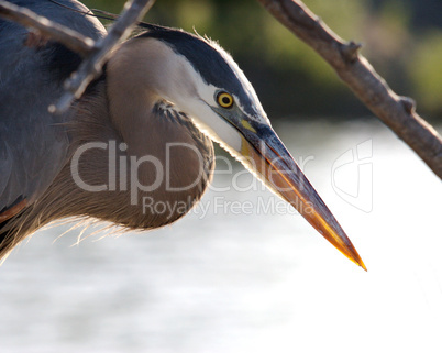 Great Blue Heron Bird