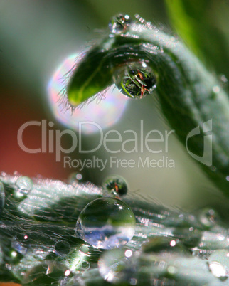 Dew Drops with images inside