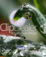 Dew Drops with images inside