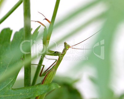 Praying Mantis