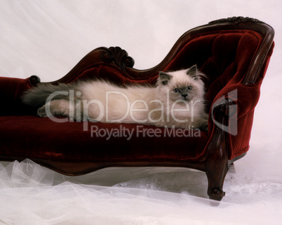 Himalayan Kitten On Red Velvet Sofa