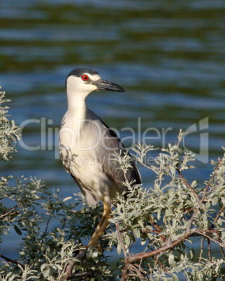 Night Heron