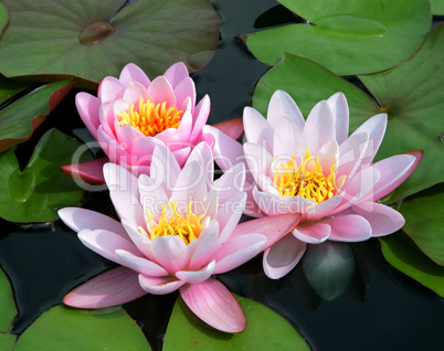Pink and White Bicolor Water Lilies