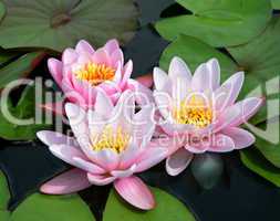 Pink and White Bicolor Water Lilies