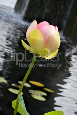 Lotus Blossom In Pond