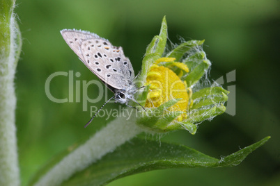 Moth On Flower Bud