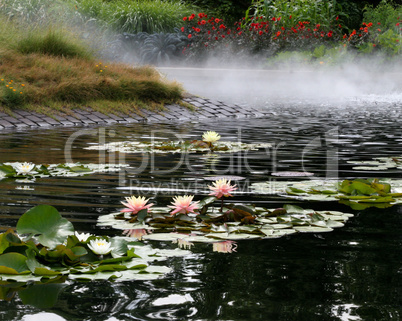 Pink Water Lilies In Pond With Mist