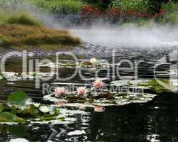 Pink Water Lilies In Pond With Mist