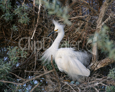 Snowy Egret On Nest