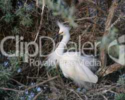 Snowy Egret On Nest