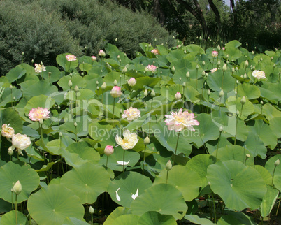 Lotus Water Garden