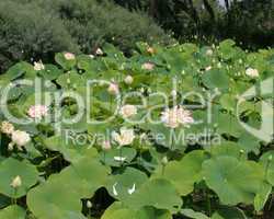 Lotus Water Garden