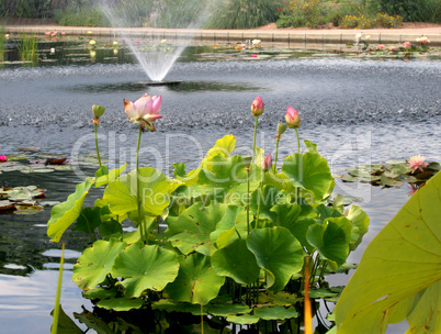 Lotus Plant Blooming In Pond