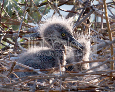 Great Blue Heron Baby Birds