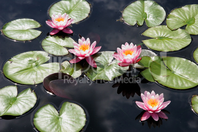 Pink Water Lilies In Pond