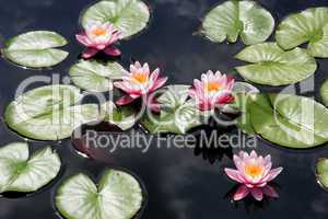 Pink Water Lilies In Pond