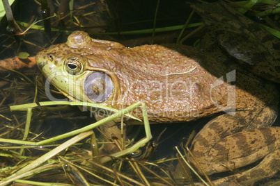 Green Bull Frog With Mosquito On Nose