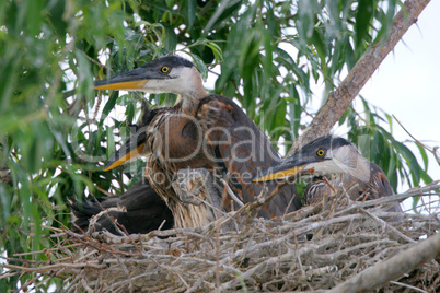 Nest Of Baby Blue Herons