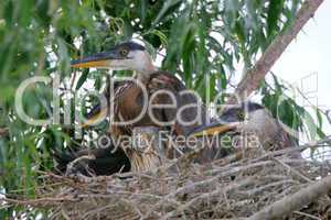 Nest Of Baby Blue Herons