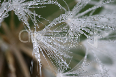 Dew Drops on Flower Seeds