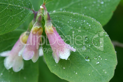 Snow Berry Covered With Dew Drops