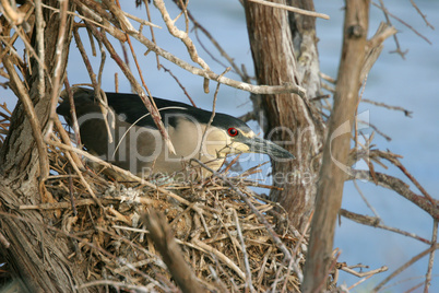 Black Corwned Night Heron On Nest
