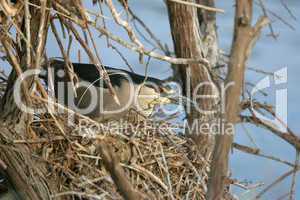 Black Corwned Night Heron On Nest