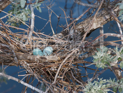 Snowy Egret Bird's Nest